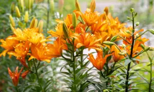 En grupp lysande orange asiatiska liljor blommar i trädgården, med många knoppar som väntar på att slå ut.