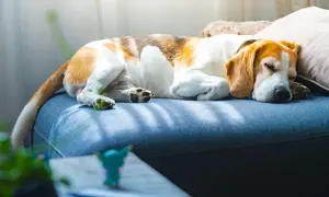Beagle w głębokim śnie, zwinięty na kanapie. Słoneczne promienie delikatnie muskają jego futro, tworząc ciepłą atmosferę.