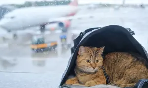 Kot w torbie podróżnej czeka na lotnisku, za oknem widać samolot.