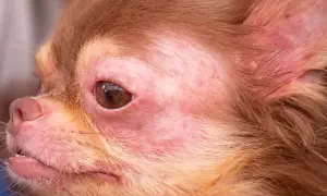 Ein Hund kratzt sich am Ohr, die Haut ist gerötet und gereizt, aber es sind keine Milben sichtbar.