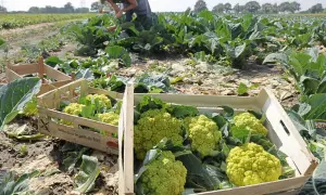 Frisch geernteter Blumenkohl liegt in Holzkisten auf einem Feld. Eine Frau erntet im Hintergrund weiter.