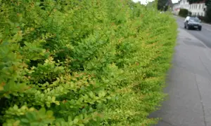 Dichte Hecke aus berberitze ohne dornen, die einen Gehweg säumt. Im Hintergrund fährt ein Auto auf der Straße.