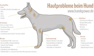 Hautprobleme beim Hund: Milbenallergie kann durch Hausstaubmilben oder Futtermilben ausgelöst werden, was zu Hautirritationen führt.