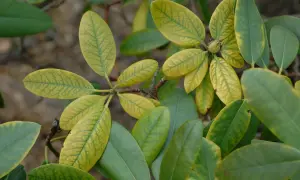 Rhododendronblätter zeigen gelbe Adern und grüne Flächen, ein Zeichen für mögliche Rhododendron Krankheiten wie Eisenmangel.
