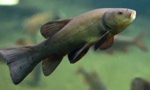 Eine grüne Schleie mit kleinen Barteln schwimmt im trüben Wasser.