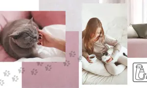 Kanapa dla kociarza: Jakie tkaniny przetrwają kocie pazury?