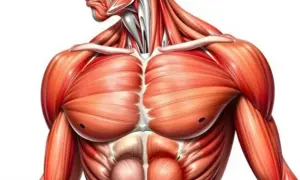 ¿Para qué sirve el tejido muscular? Funciones vitales y cuidado