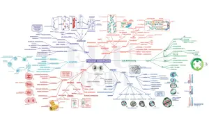 Podział komórkowy: mitoza i mejoza, cykl komórkowy, replikacja DNA, chromatyna, chromosomy, biologia.
