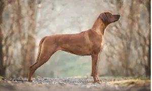 Elegancki pies rasy Rhodesian Ridgeback, który może być Twoim towarzyszem. Sprawdź, jaka jest jego cena.