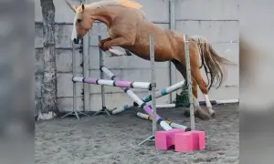 Piękny koń skacze przez przeszkody. Zastanawiasz się, ile kosztuje koń sportowy?