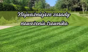 Piękny, zielony trawnik to marzenie każdego. Poznaj najważniejsze zasady nawożenia trawnika, by cieszyć się jego bujnością przez cały rok.