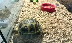 Jak zrobić terrarium dla żółwia – uniknij najczęstszych błędów