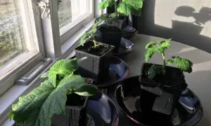 Små plantor, inklusive gurka, växer inomhus vid ett soligt fönster. En termometer visar temperaturen.