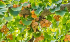 Ginkgo-Früchte hängen reif an einem Ast, umgeben von den charakteristischen fächerförmigen Blättern.