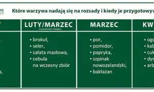 Kiedy siać kapustę na rozsadę? Kalendarz i mocne sadzonki