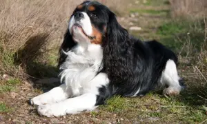 Cavalier king charles spaniel usposobienie: pies leży na trawie, zamyślony, z długimi, jedwabistymi uszami.