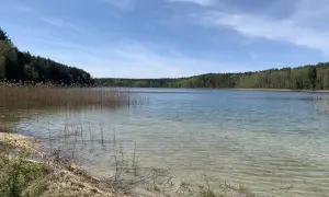 Spokojne cekcyn jezioro otoczone lasem, z widoczną piaszczystą plażą i trzcinami.