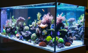 Kolorowe ryby i koralowce w akwarium morskim 240l. Idealne jakie oświetlenie do akwarium 240l?