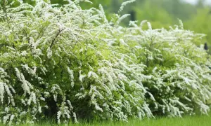 En frodig, vitblommande jasminbuske breder ut sig i grönskan.