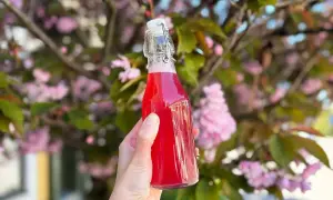 En hand håller en flaska med rosa rabarbersirap framför en blommande körsbärsträd.