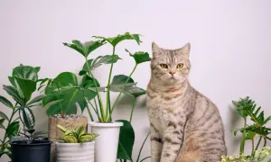 En randig katt sitter bredvid en stor monstera.