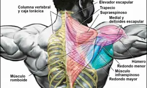 Fortalece tu Espalda Alta: Ejercicios para Aliviar Dolor y Postura