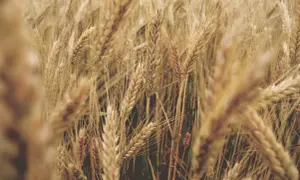 Złociste kłosy zboża, wśród których widać pojedyncze, niepożądane rośliny kąkolu.