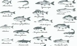 Eine Sammlung von Fischzeichnungen, darunter ein Fisch mit einer auffälligen Nase, der als "Barbus barbus" bezeichnet wird.