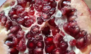 Soczyste nasiona granatu. Czy pies może jeść granat? Lepiej nie ryzykować, choć owoc jest pyszny.