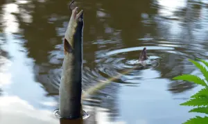 Erfolgreiches Elbe-Seitenkanal-Angeln: Ein Fisch hängt am Haken über dem Wasser, während ein zweiter im Hintergrund untergeht.