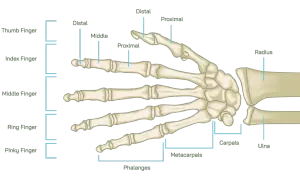 Skelett des menschlichen Handgelenks mit beschrifteten Knochen wie Radius, Ulna, Karpalknochen und Fingerknochen.