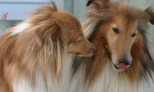 Zwei Collies, einer leckt sich die Nase. Sie scheinen sich zu fragen, warum drehen sich Hunde bevor sie sich hinlegen.