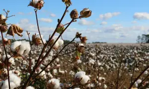 Reife Baumwollkapseln, die wie weiche, weiße Watte aussehen, reifen auf einem Feld. Diese Baumwolle ist viskose Baumwolle, bereit zur Ernte.