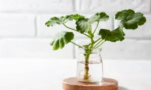 Sadzonka pelargonii z widocznymi korzeniami w szklanym słoiku. Idealny pierwszy krok, jak zrobić sadzonki pelargonii.