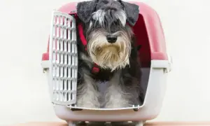 Transporter dla psa: Jak wybrać najlepszy i bezpieczny model?