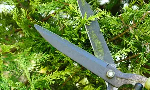 Gartenschere im Einsatz zum Zypressen schneiden. Grüne Zweige und scharfe Klingen im Fokus.