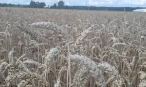 Pole pszenicy dojrzewa, kłosy jakby w rytmie rexade falują na wietrze.