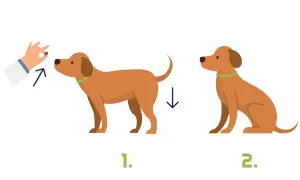 Ein Hund lernt "Sitz". Zuerst steht er, dann sitzt er.