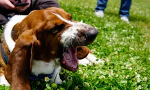 Basset hound charczy jakby miał coś w gardle, ziewając szeroko na trawie pełnej koniczyny.