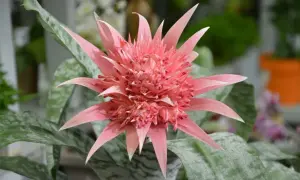 Różowa bromelia z cętkowanymi liśćmi. Idealne kwiaty do domu, które zachwycają egzotycznym wyglądem.