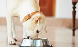 Co ugotować dla psa, aby zapewnić mu zdrową i smaczną dietę