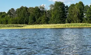 Spokojne, falujące wody jeziora w Wieluniu, otoczone zielonym lasem i trzcinami.
