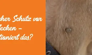 Zecke auf Hundefell. Natürlicher Schutz vor Zecken – funktioniert das? Permethrin für Hunde ist eine Option.