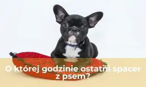 Uroczy buldożek francuski leży na czerwonej poduszce w kształcie serca. Czy to już czas na ostatni spacer z psem?