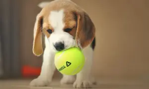 Uroczy beagle miniaturka z piłeczką tenisową w pyszczku.