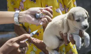 Ein Hundewelpe erhält eine Tollwutimpfung. Die Spritze wird vorsichtig verabreicht, um den kleinen Hund zu schützen.