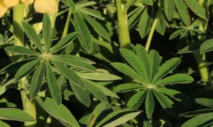 Gelbe Lupinenblüten und grüne Blätter im Sonnenlicht. Ein schöner lupinen standort.
