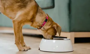Un perro come de un cuenco blanco. A veces, los perros pueden comer queso como premio.