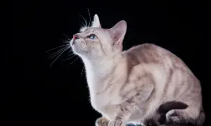 Kot tonkijski krótkowłosy - cechy, pielęgnacja i temperament tej rasy