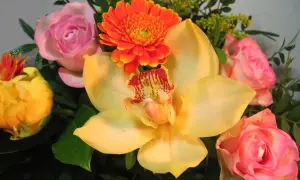 Kwiaty na imieniny Marii: żółta orchidea, różowe róże i pomarańczowa gerbera, ozdobione kroplami rosy.
